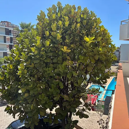 Rochavaumar Portimão